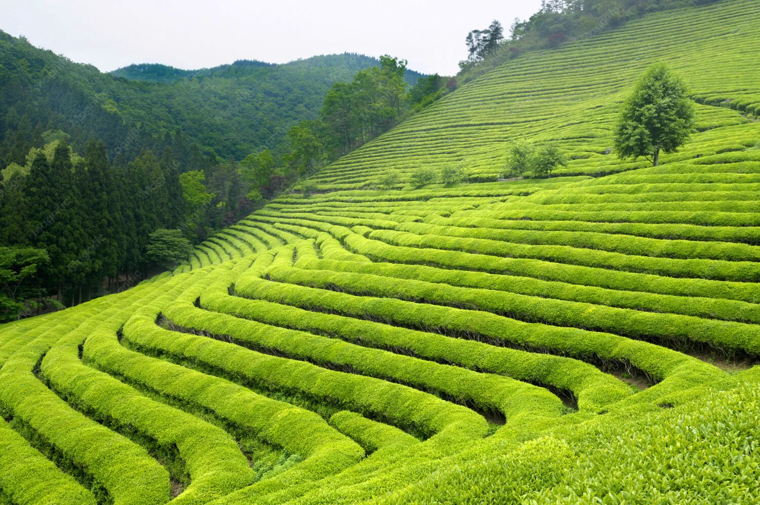 Tipos de matcha ceremonial culinario
