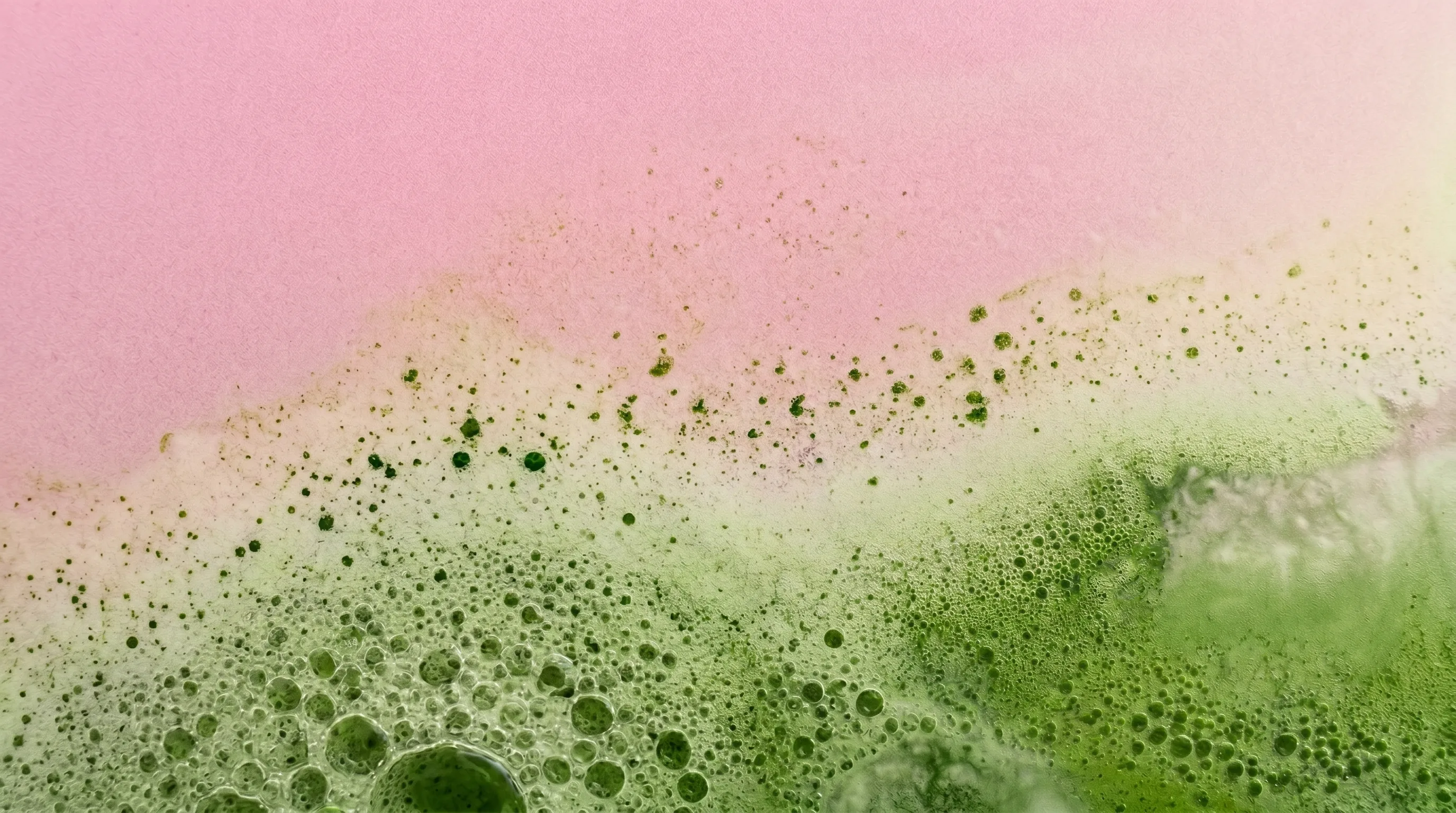 Canned matcha MatchaLab 4 sabores
